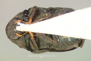 Media type: image; Entomology 9349   Aspect: habitus ventral view
